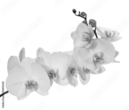 heavy-blossoming-branch-with-large-white-orchid-flowers