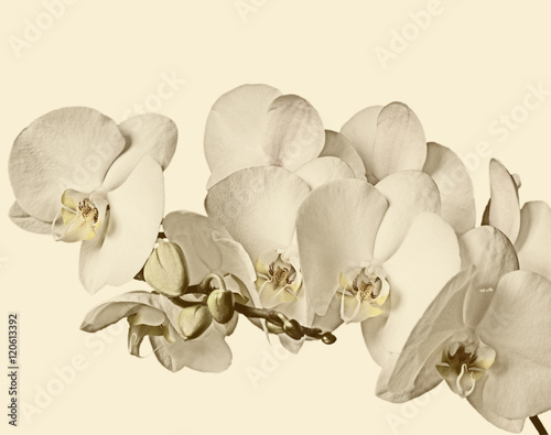 branch-of-white-orchids-on-a-white-background