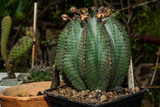 Fototapeta  - kwitnący kłujący kaktus w ogrodzie