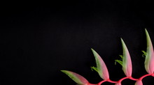 Pink Heliconia On A Blackboard