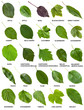 set of green leaves of trees and shrubs with names