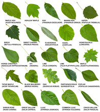 Green Leaves Of Trees And Shrubs With Names