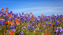 Field Of Texas Spring Wildflowers - Bluebonnets And Indian Paint