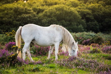 Poster - white wild horse grazing