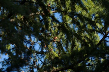 Poster - A larch tree with foliage and cones. Photo taken on shady side.