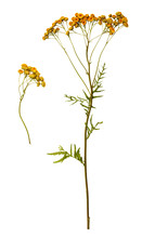Dry Yellow Flowers Of Wormwood, Medicinal Plant, Isolate On A Wh
