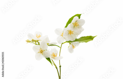 jasmine flower isolated Poster Mural XXL