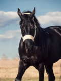 Fototapeta Konie - portrait of beautiful black breed stallion in spring field
