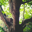 © Travel_Master - Big tree