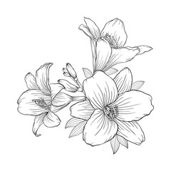 Wall Mural - beautiful monochrome black and white bouquet lily isolated on background.