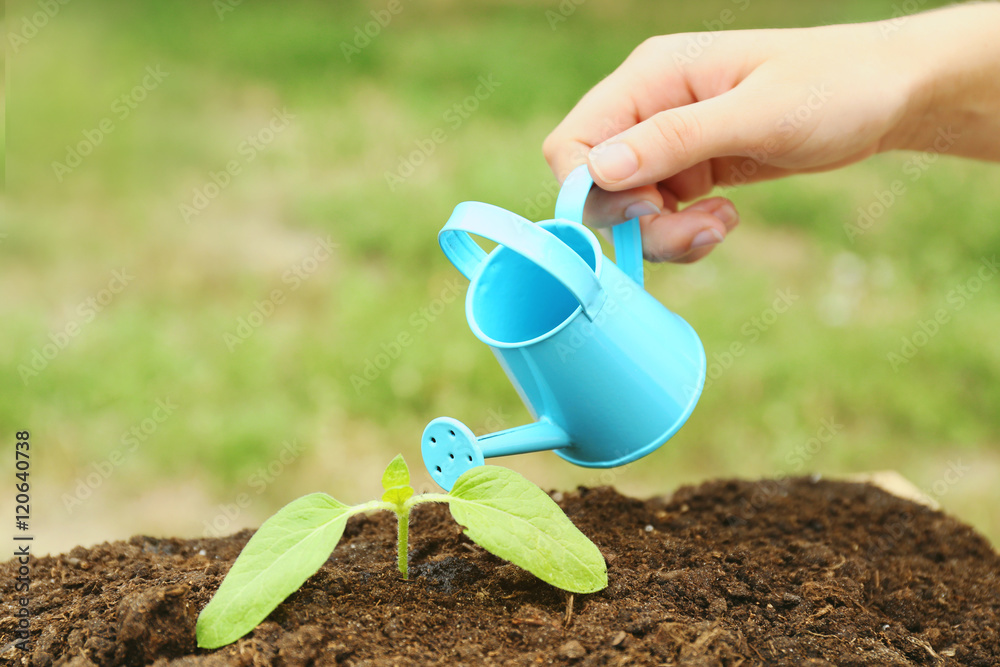 Woman hand watering plant in garden