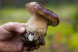 large white mushroom in hand closeup