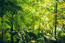 Tropical Vegetation With Green Plants And Trees