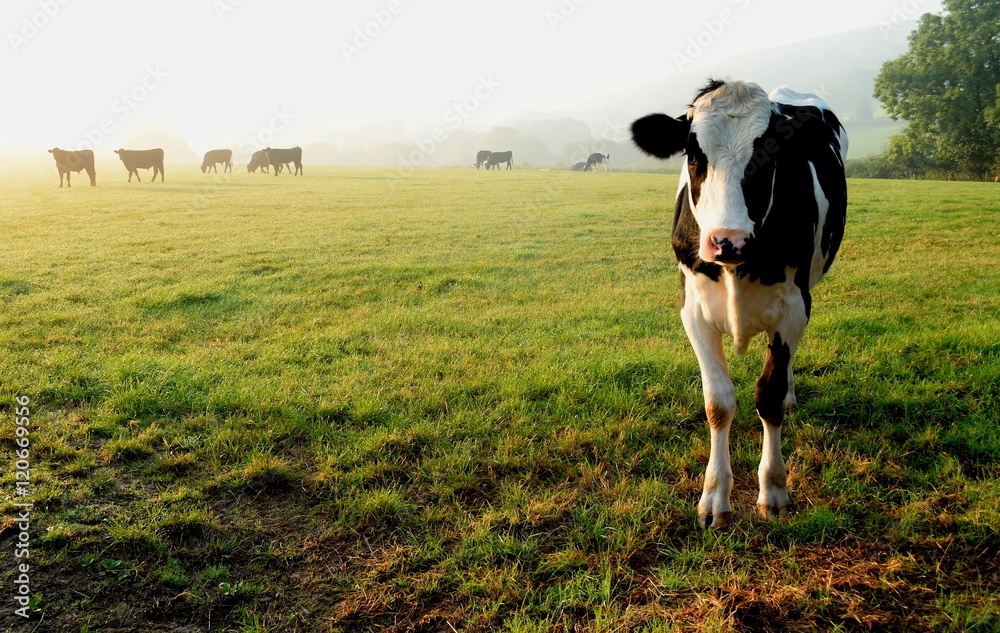 Herd of cows grazing on a farmland in Devon, England - obrazy, fototapety, plakaty 