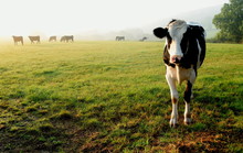 Herd Of Cows Grazing On A Farmland In Devon, England