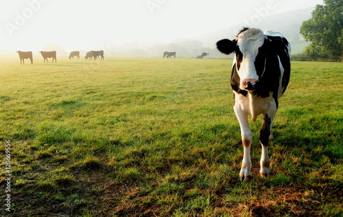 Cuadros en Lienzo Herd of cows grazing on a farmland in Devon, England