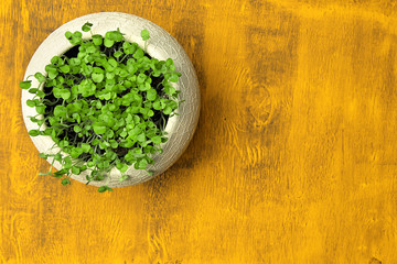 Wall Mural - white pot with young basil on a wooden yellow table, top view with copy space