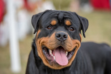Head Shot Of Rottweiler .Selective Focus On The Dog