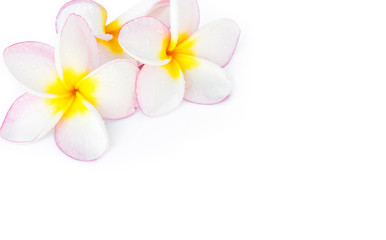 Wall Mural - closeup plumeria, frangipanni pink and white color on white back