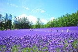 Fototapeta Zachód słońca - Lavender Flower Fields in Hokkaido, Japan