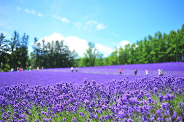 Canvas Print - Lavender Flower Fields in Hokkaido, Japan