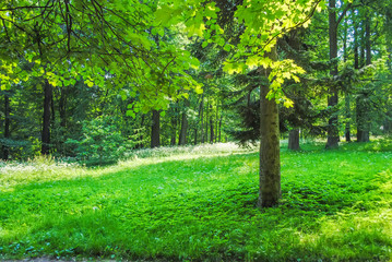  Great Green Park in Oranienbaum Lomonosov