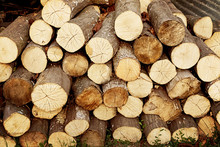 Pile Of Cut Tree Logs Wood Texture Background. Tree Trunks. Firewood Stack For The Background