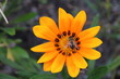 Gazania flower with bee