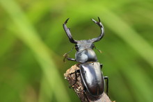 Taiwan Deer Stag Beetle (Rhaetulus Crenatus Crenatus) In Taiwan
