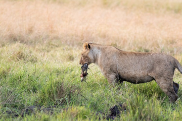 Lion Eating a Prey in Masai mara