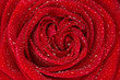 closeup of dew droplets on a red rose