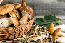 Dried Mushrooms And Fresh Harvested Porcini Mushroom In A Basket
