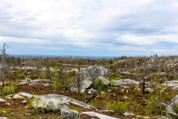 dead forest