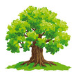 Oak tree - vector drawing