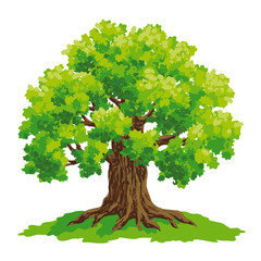 Wall Mural - oak tree - vector drawing