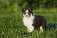 Adorable Sheltie Puppy Standing On Grass