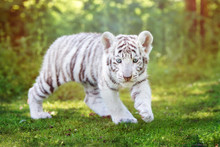 White Tiger Cub Walking Outdoors