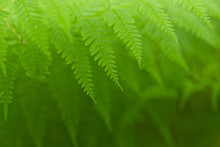 Fresh Green Ferns Background