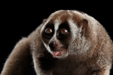 Close-up Lemur Slow Loris Isolated Black background