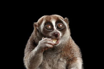 Close-up Lemur Slow Loris Isolated Black background