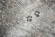 the footprint of dog on the concrete rough floor or ground