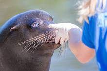 Adult Sealion Being Treated - Selective Focus