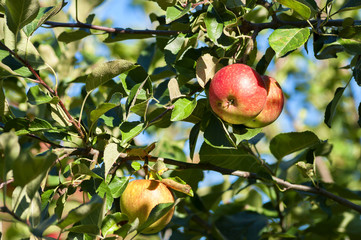 Wall Mural - apples on tree