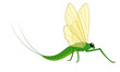 Mayfly Vector Insect