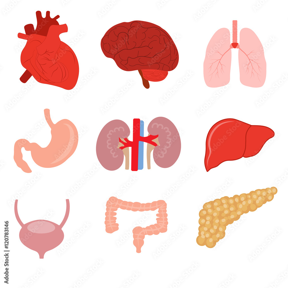 Group Organs Stock-Vektorgrafik „Group of human organs. Medical theme. color image ...