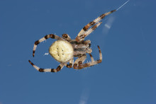 Spider On The Background Of The Sky