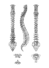 Hand Drawn Medical Illustration Drawing With Imitation Of Lithography: Spine (4 Angles) And Vertebrae 