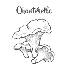 Set Of Chanterelle Edible Mushrooms Sketch Style Vector Illustration Isolated On White Background. Collection Of Edible Mushrooms Chanterelle