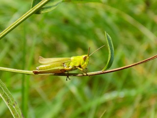 Wall Mural - Grasshopper on meadow plant in wild nature during spring