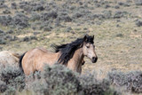 Fototapeta Konie - Wild Mustang